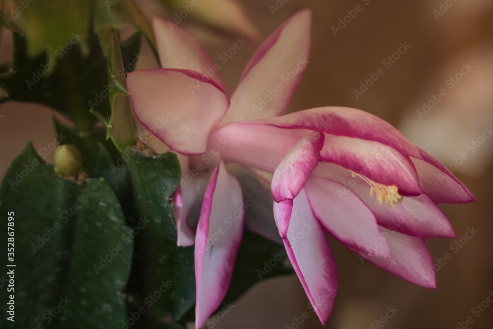 Pink flower Pink flower