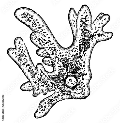 Amoeba, vintage illustration.