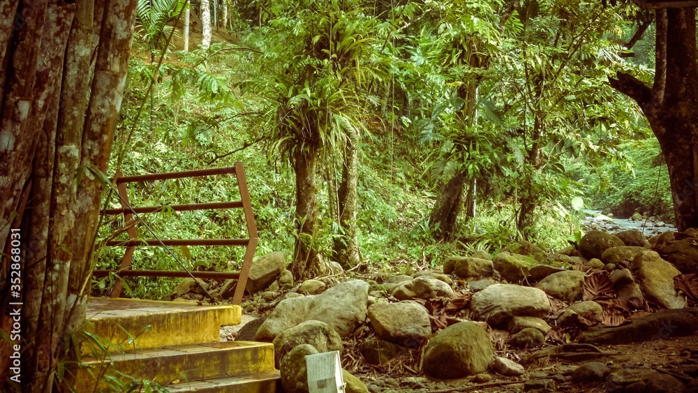 A close up of trees and a stairway A close up of trees and a stairway