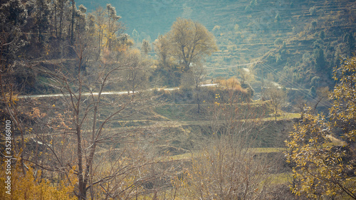 A close up of trees on the mountain side