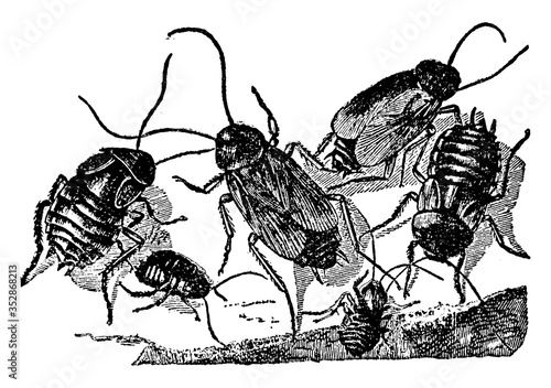 Cockroach, vintage illustration.