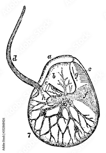 Lateral View of Noctiluca Scintillans, vintage illustration.