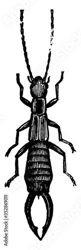 Earwig, vintage illustration. photo