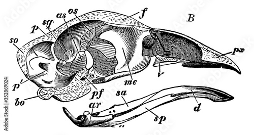 Skull Of Domestic Hen, vintage illustration.