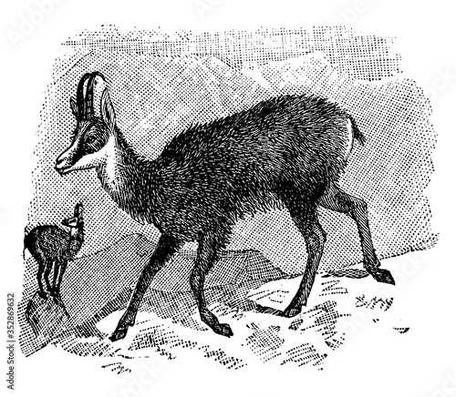 Chamois/Rupicapra rupicapra, vintage illustration