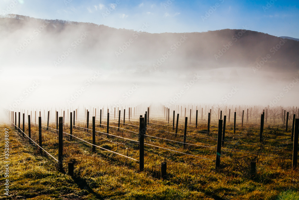 Winter Vines in Yarra Valley Australia