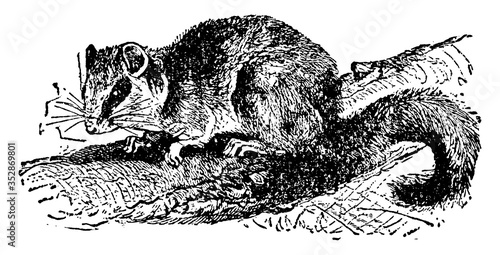 Dormouse, vintage illustration.