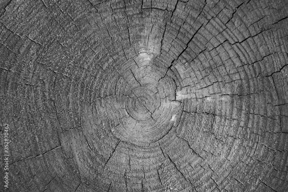 Fototapeta premium Old tree stump black and white texture background. Tree stump closeup view texture. BW tree sump texture photo.