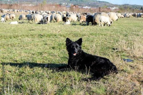 Dog and herd of sheep walking and grazing on the rural fields. Flock of sheep eating fresh grass on meadow. Farmland near village. Group of sheep on green pasture. Croatian shepherd dog in the field