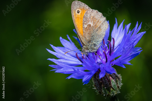 close up of a dusky meadow brown (Hyponephele lycaon) on a cornflower photo