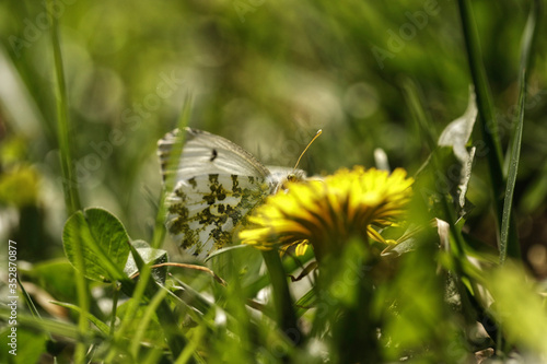 Nature