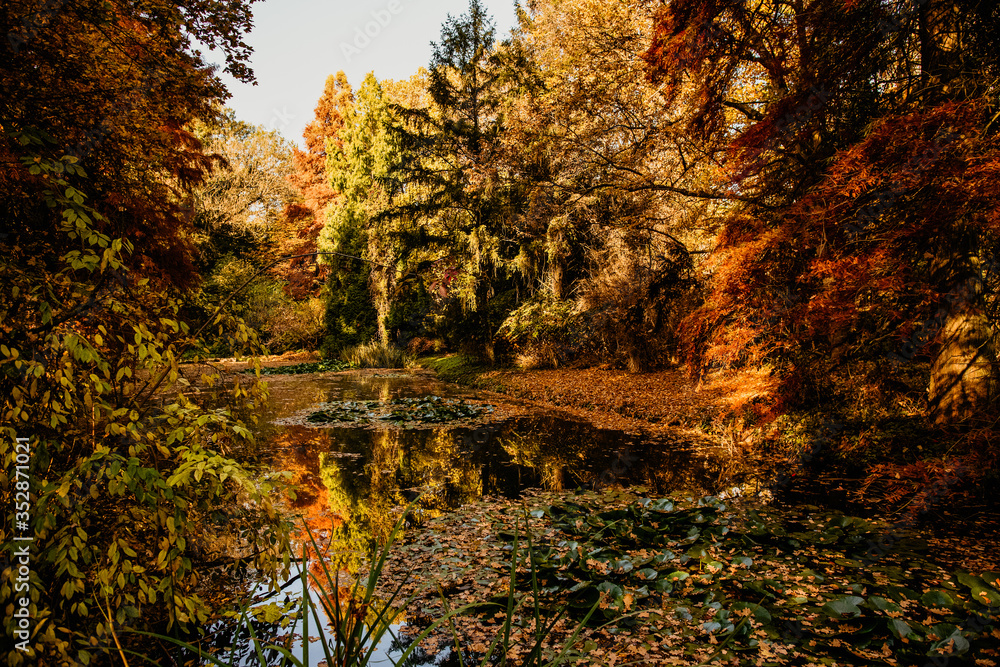 beautiful view of forest in autumn beautiful view of forest in autumn