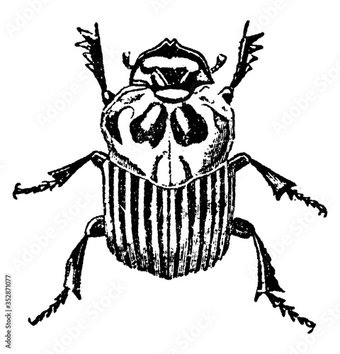 Dung Beetle, vintage illustration.