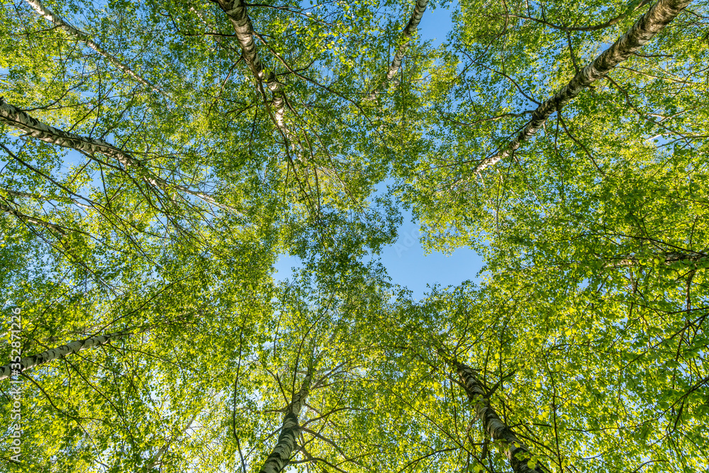 Fototapeta premium View of the birch tops from below