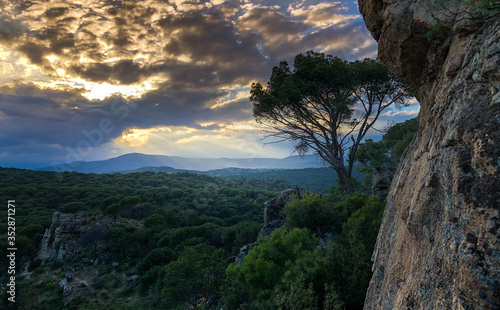 Forest landscape at sunset