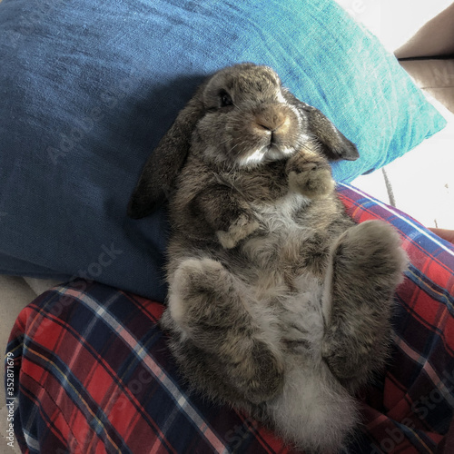 rabbit lying on a person