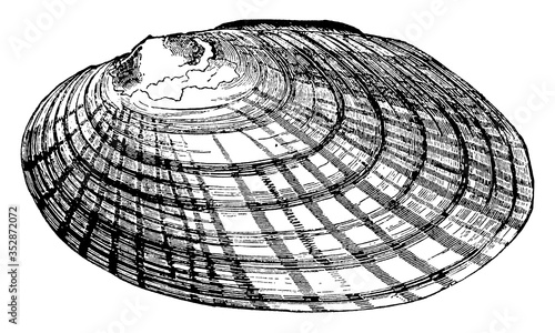 Clam, vintage illustration.