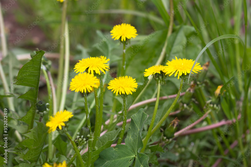 Several young yellow dandelion flowers on the green meadow Several young yellow dandelion flowers on the green meadow