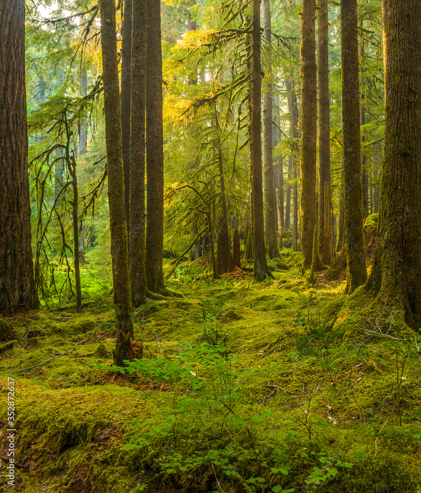 Obraz premium Ancient Groves Nature Trail choć stary las w sekcji Sol Duc Olympic National Park w Waszyngtonie, Stany Zjednoczone