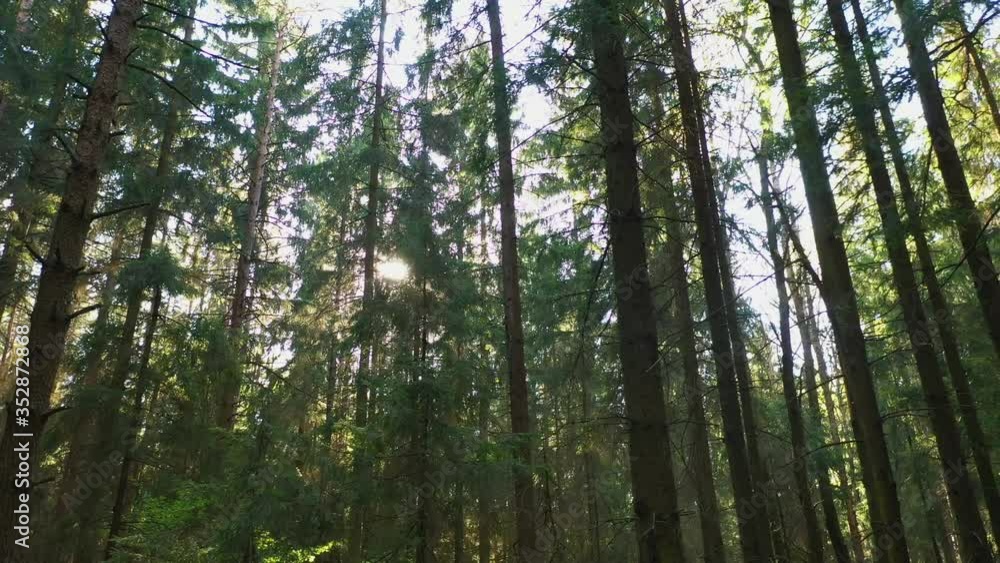 Sunny morning in pine forest, slide camera movement from left to right between tall green trees in bright sun beams. Summer sunrise in woodland. Drone flies simulated dolly movement Sunny morning in pine forest, slide camera movement from left to right between tall green trees in bright sun beams. Summer sunrise in woodland. Drone flies simulated dolly movement