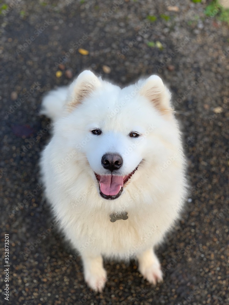 Portrait of white fluffy samoyed dog