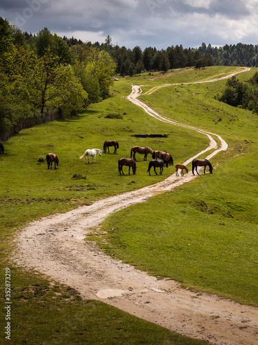 Beautiful horses on a green landscape. Comanesti, Romania. photo