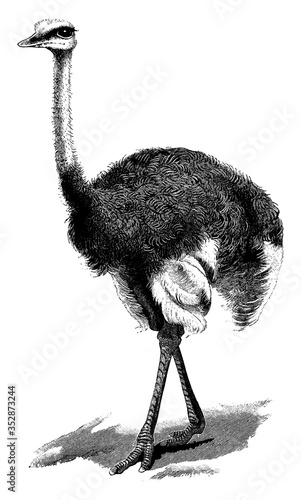 Ostrich, vintage illustration.