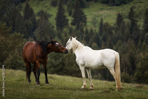 Beautiful two horses playing on a green landscape with fir trees in background. Comanesti  Romania.
