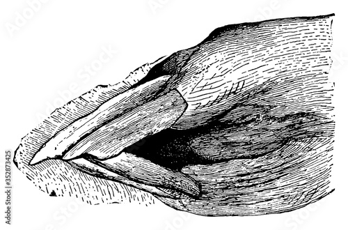 Horse Jaw, vintage illustration.