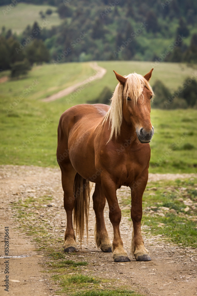 Horse portrait with blonde hair in a country side with beautiful landscape in background Horse portrait with blonde hair in a country side with beautiful landscape in background