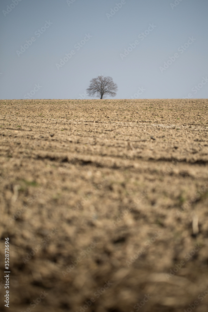lonely dry tree on barren ground, dry ground - drought