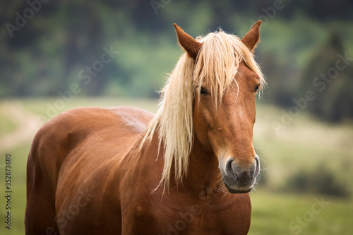 Horse portrait with blonde hair in a country side with beautiful landscape in background © danmir12