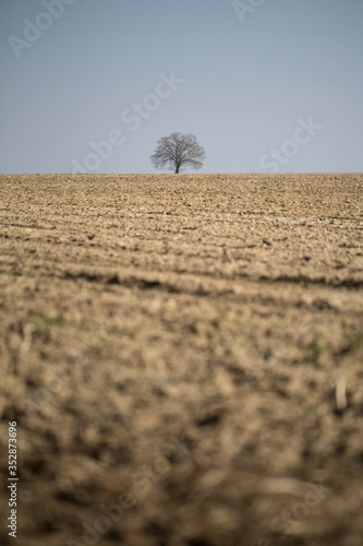 lonely dry tree on barren ground, dry ground - drought