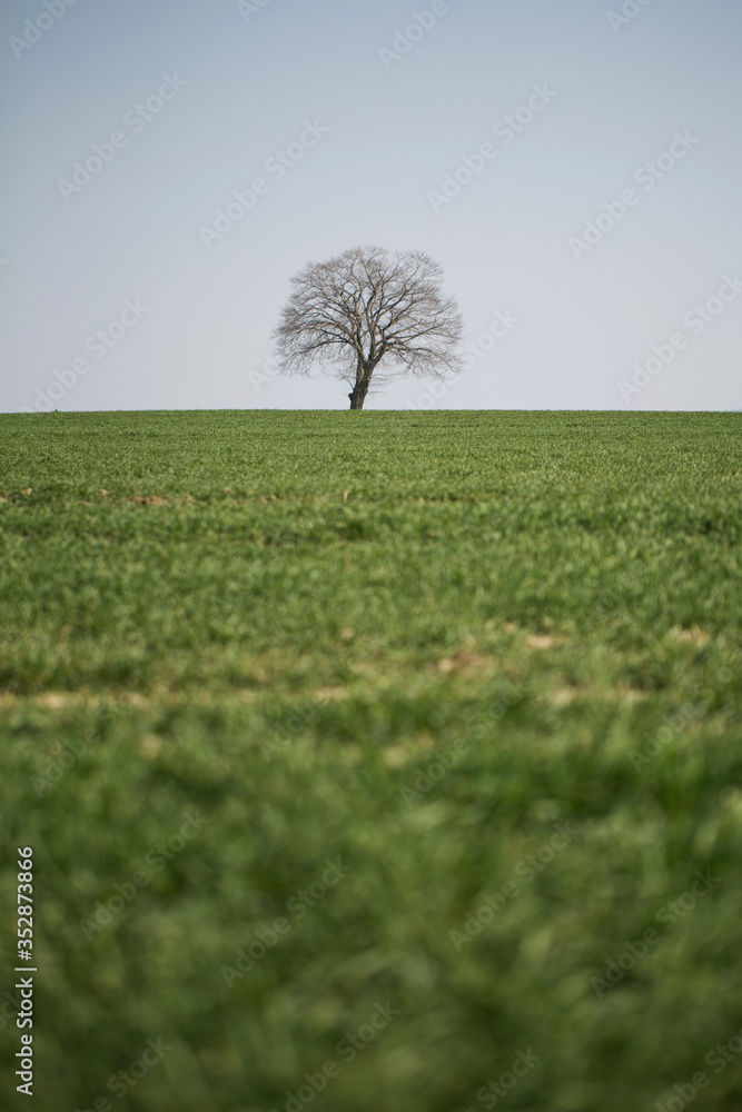 a lonely, dry tree growing on a green field