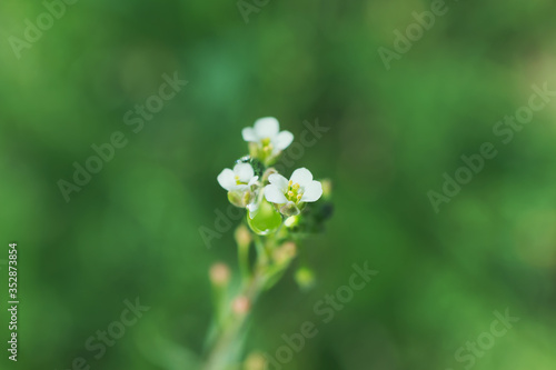 Small white flowers of a medicinal field plant Capsella bursa-pastoris