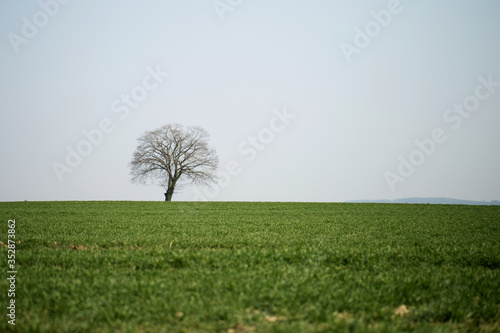 Obraz na płótnie a lonely, dry tree growing on a green field w salonie