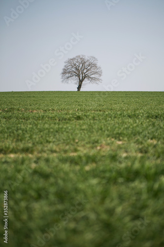 Obraz na płótnie a lonely, dry tree growing on a green field w salonie