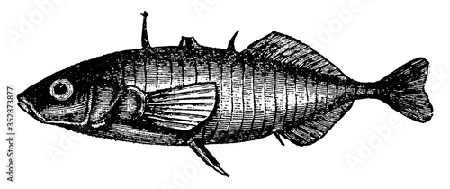 Stickleback, vintage illustration. photo