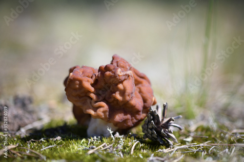 A little wrinkled morel among moss and lichens