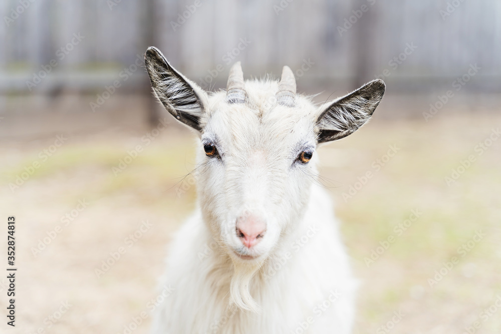 Snow-white young goat with small horns on the farm 