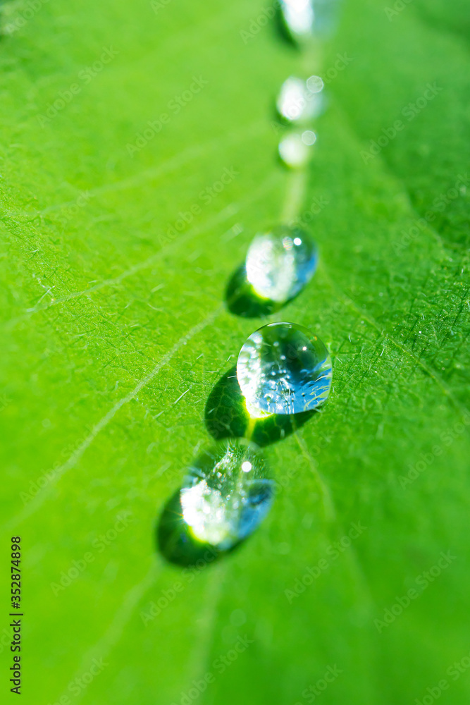 Fresh green leaf with a drop of water after rain. Detailed macro photo. Summer background image in green colors. Copyspace. Environment Day. Fresh green leaf with a drop of water after rain. Detailed macro photo. Summer background image in green colors. Copyspace. Environment Day.