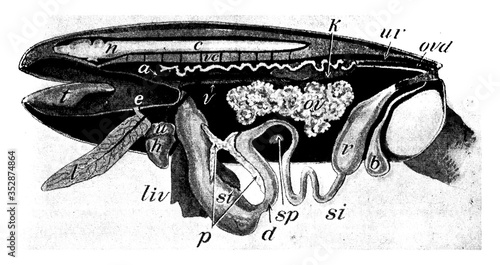 Dissected Frog, vintage illustration.