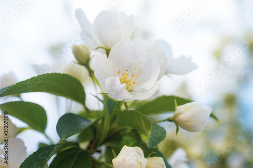 White flowers of apple trees bloom on a branch. Close-up. The concept of spring  summer  flowering  holiday. Image for banner  postcards.