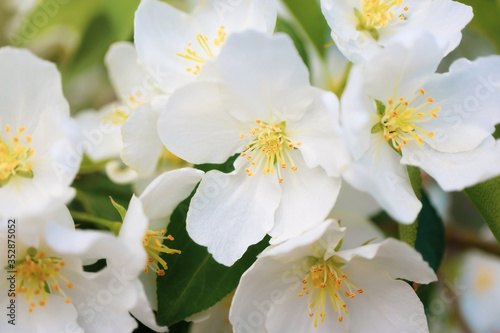White flowers of apple trees bloom on a branch. Close-up. The concept of spring, summer, flowering, holiday. Image for banner, postcards.