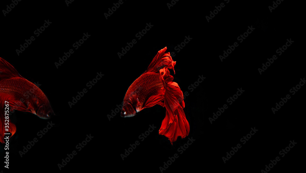 fighting fish.red Siamese fighting fish. fighting fish.red Siamese fighting fish.