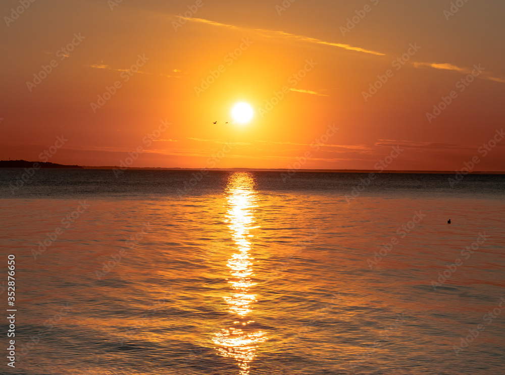 sunset over sea with gull