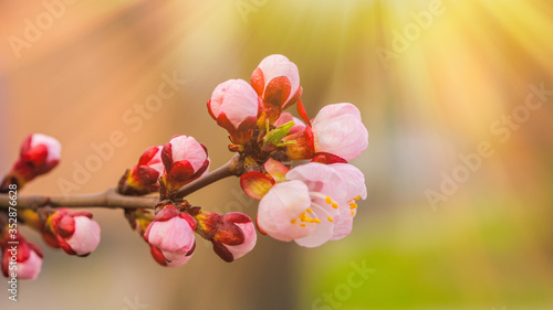 Apricot blossom in april on a transparent spring day in bright sunlight. Banner.