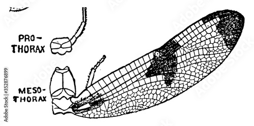 Mayfly Mesothorax Section, vintage illustration.