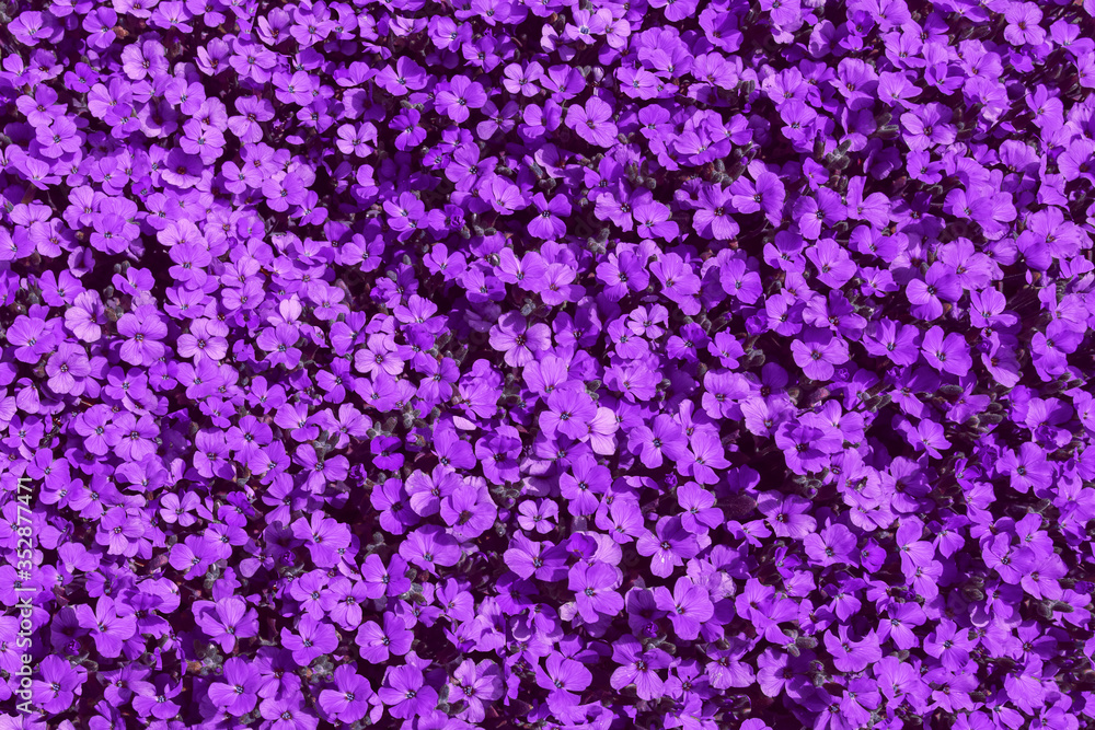 Purple flowers background. Flat lay. High angle view of violet flowering plants.