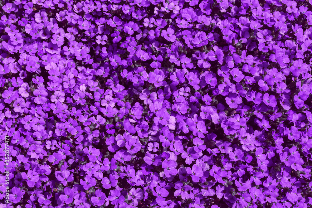 Purple flowers background. Flat lay. High angle view of violet flowering plants. Purple flowers background. Flat lay. High angle view of violet flowering plants.